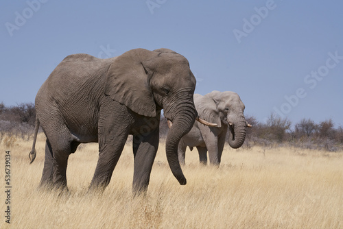 Large male African Elephant  Loxodonta africana  feeding in the dry arid landscape of Etosha National Park  Namibia