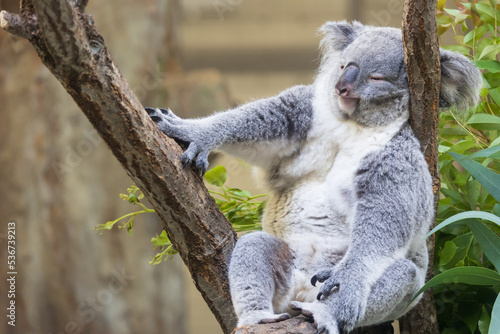 Fototapeta Naklejka Na Ścianę i Meble -  木の上にいるコアラ