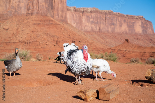 Turkeys and ducks strolling in the desert of Monument Valley in Arizona