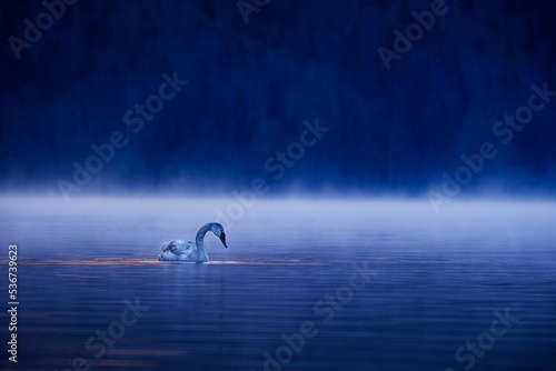 Εκτύπωση καμβά Isolated Trumpeter swan, Cygnus buccinator swimming in a beautiful blue Bled lak