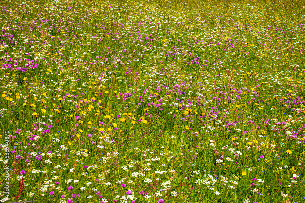 Fototapeta premium Kräuterwiese_8435