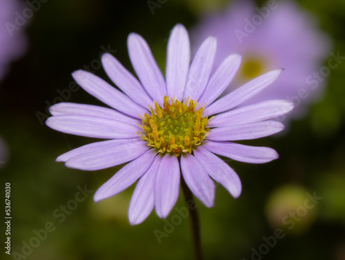 purple daisy with nice green blurred background
