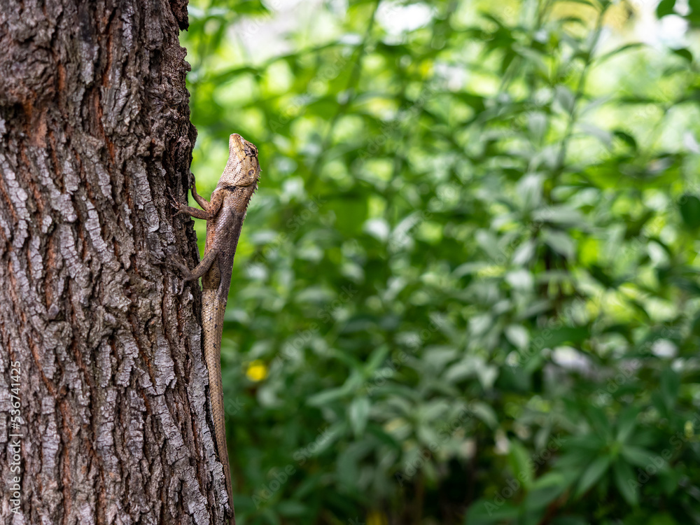 Thai yellow brown skin chameleon lizard perched on tree trunk on green nature leaves bokeh background with copy space. Thai yellow brown skin chameleon lizard perched on tree trunk on green nature leaves bokeh background with copy space.