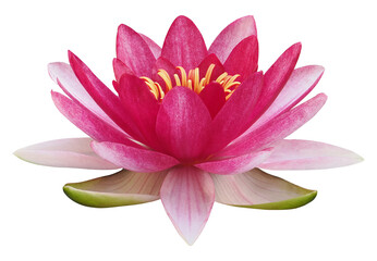 Lotus flower or water lily, PNG, isolated on transparent background