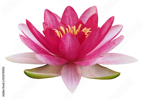 Lotus flower or water lily, PNG, isolated on transparent background