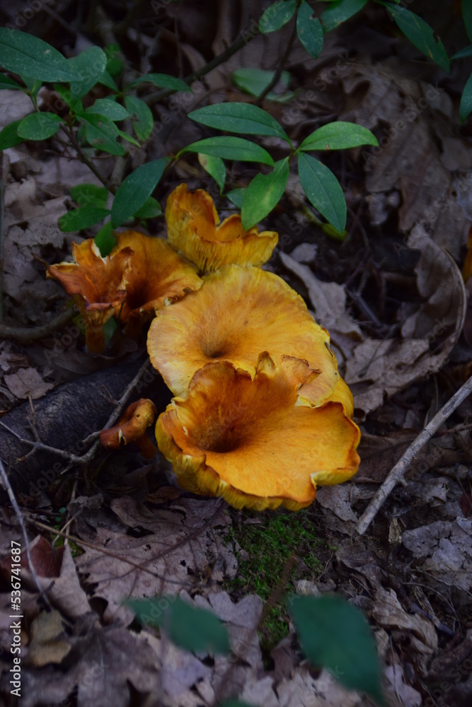 mushroom in the forest mushroom in the forest
