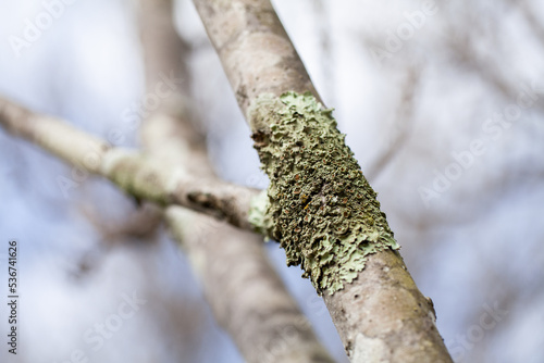 symbiotic lichen growing on branch of tree in winter