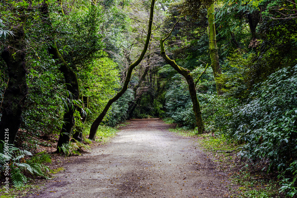 Obraz premium 林の中の大きな道