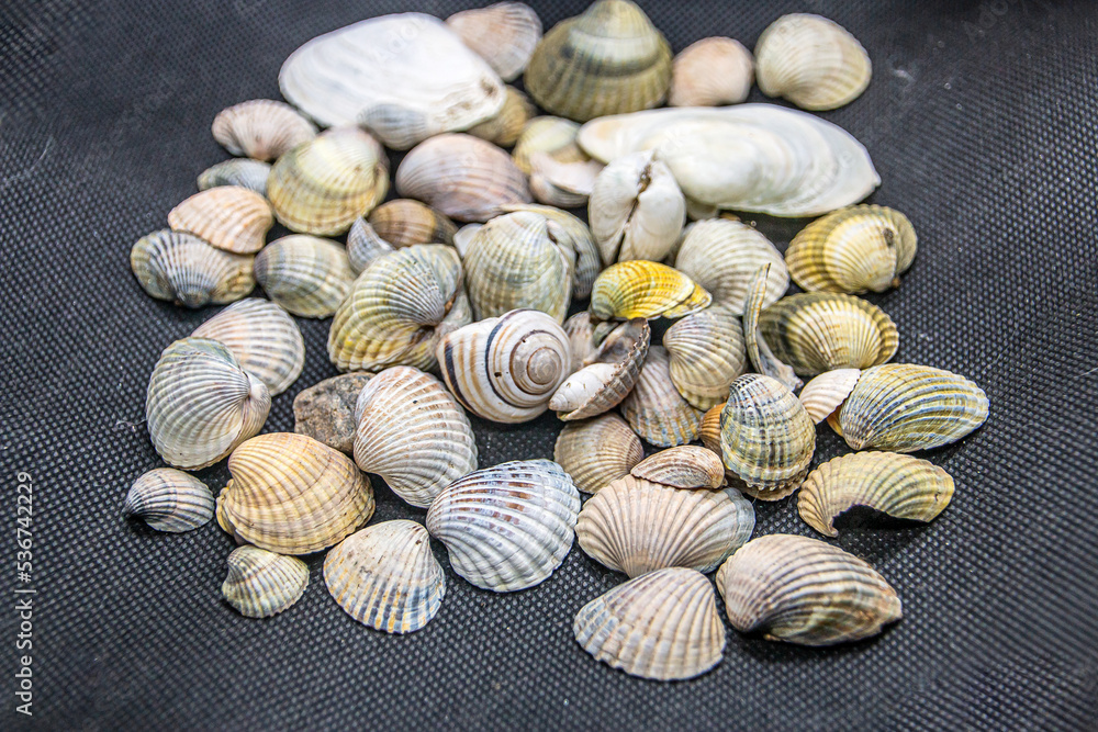 Many multi-colored shells lie on a black background