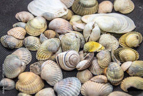 Many multi-colored and varied shells lie on a black background close-up