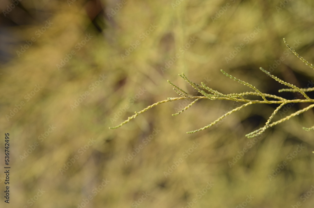 Tamarix ramosissima bush branch background Tamarix ramosissima bush branch background