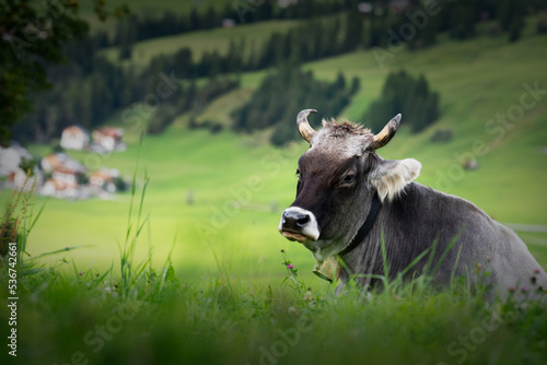 Brown cow portrait with horns