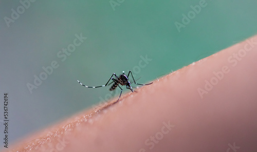 Aedes aegypti mosquito.Close up mosquito sucking human blood.