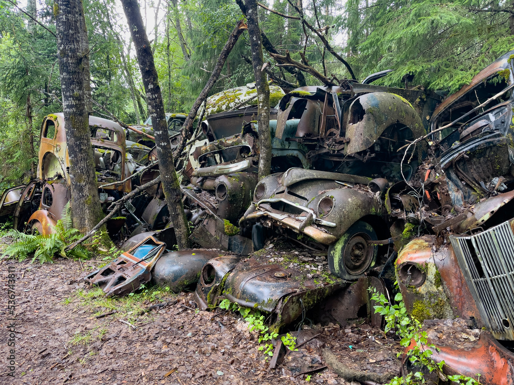 Obraz premium Autofriedhof in Båstnäs Schweden