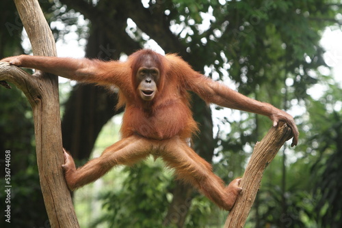 The young orangutan