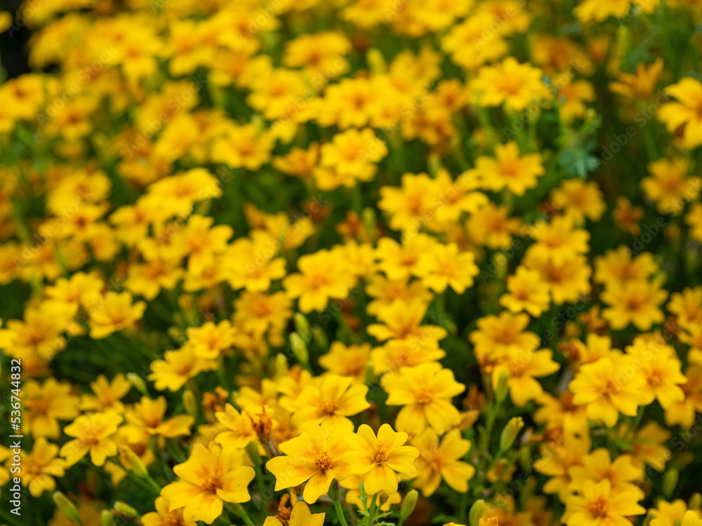 The Pretty Tagetes tenuifolia blooming in the park are a variety of wild marigolds from the daisy family.