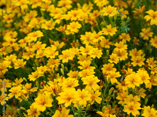 The Pretty Tagetes tenuifolia blooming in the park are a variety of wild marigolds from the daisy family.