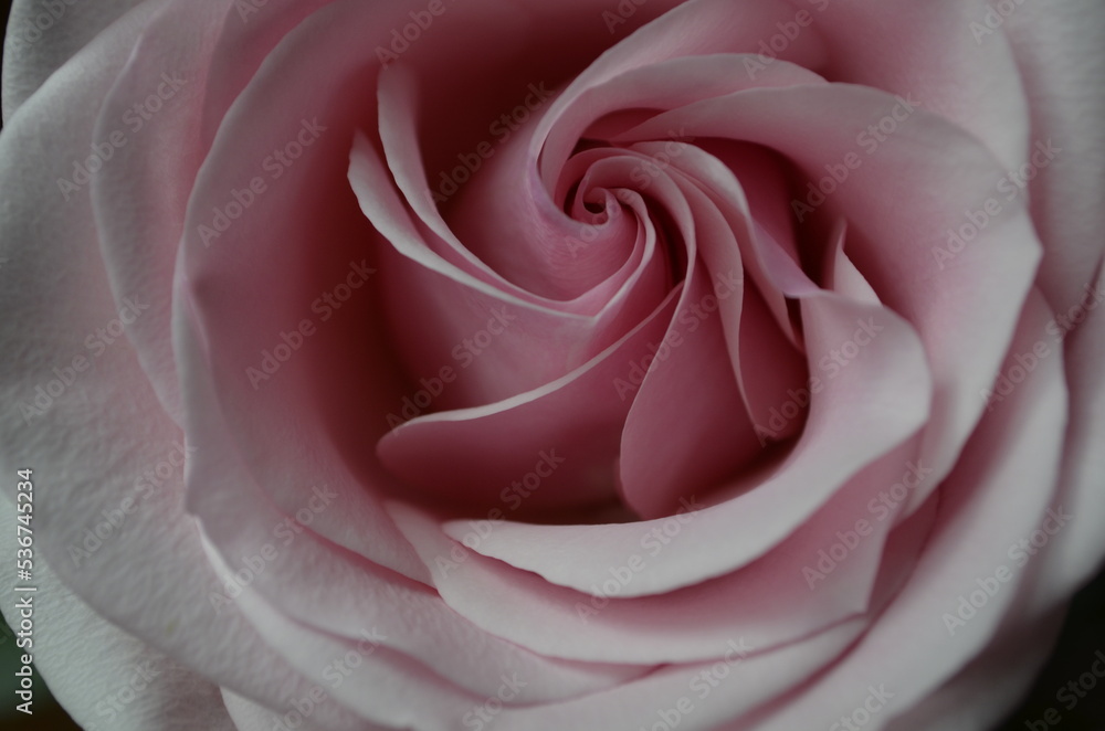 Pink gentle rose close up