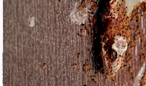 red Ant eating a dead lizard