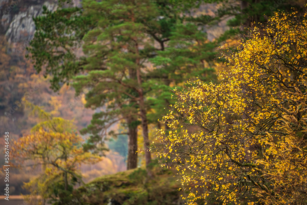 Beautiful Lake District forest landscape of Manesty Park during vibrant Autumn Fall colors scene