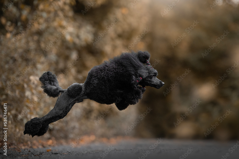 Obraz premium Black Poodle dog breed jumping