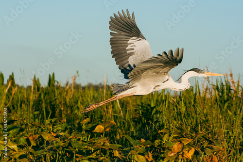 Papier peint garza volando