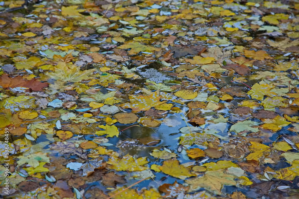 Autumn leaves on the surface of the city pond.