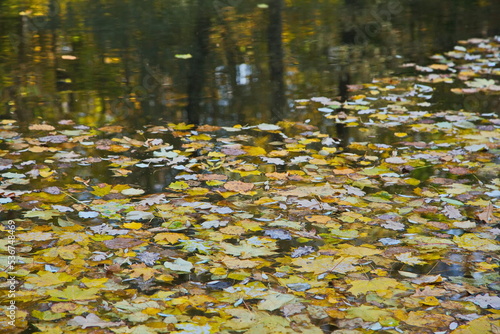 Autumn leaves on the surface of the city pond.