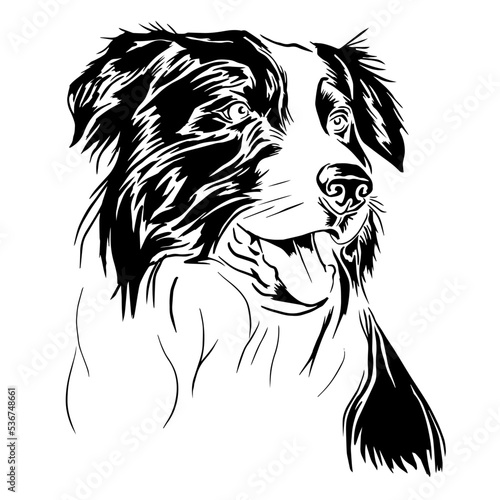 Fototapeta Naklejka Na Ścianę i Meble -  black and white Collie dog