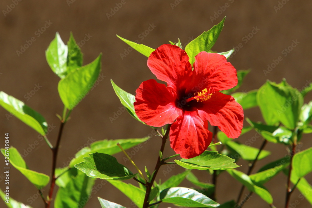 Chinese hibiscus blooms in a city park in northern Israel.
