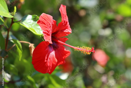 Chinese hibiscus blooms in a city park in northern Israel.