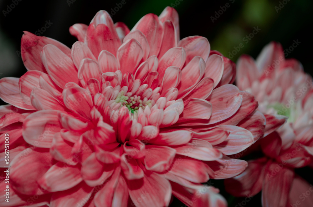 Chrysanthemum flower macro