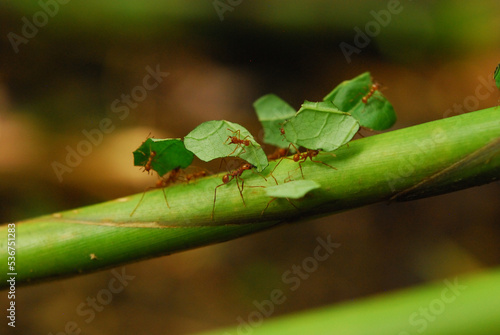 Leaf cutting ants carrying leaves in Costa Rica