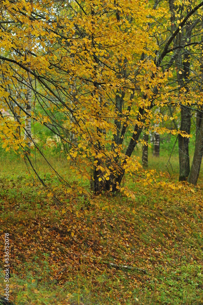 autumn in the park autumn in the park