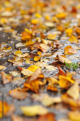 fallen autumn leaves