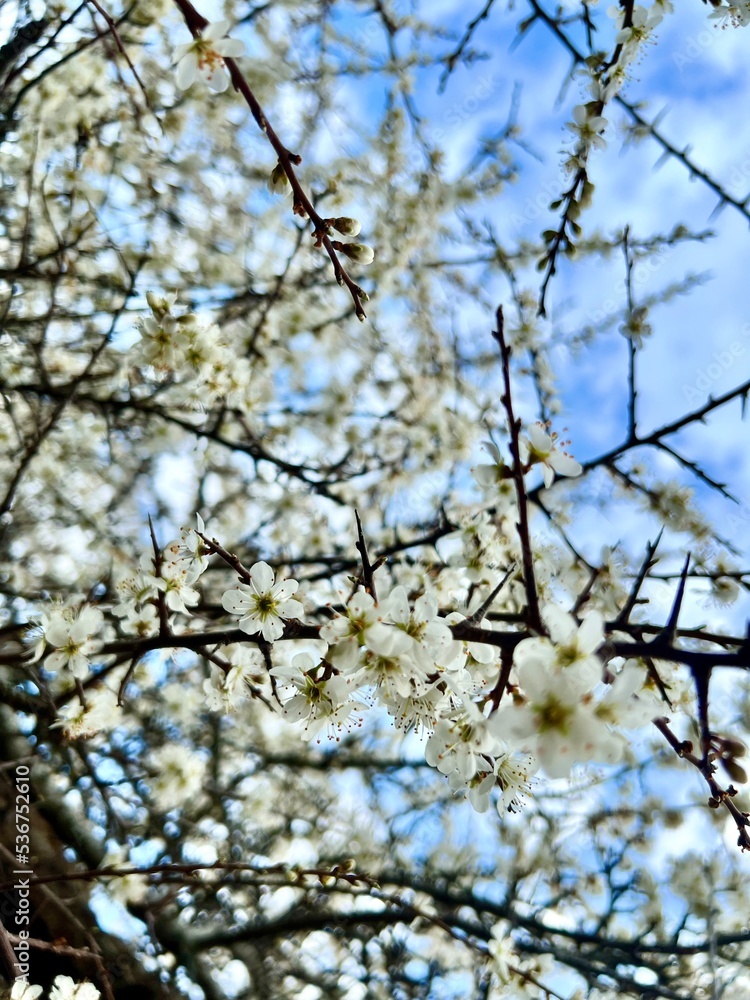 Close up of white flowers on branches, Beautiful white cherry blossoms with blue sky in the background, White cherry blossoms in their natural environment