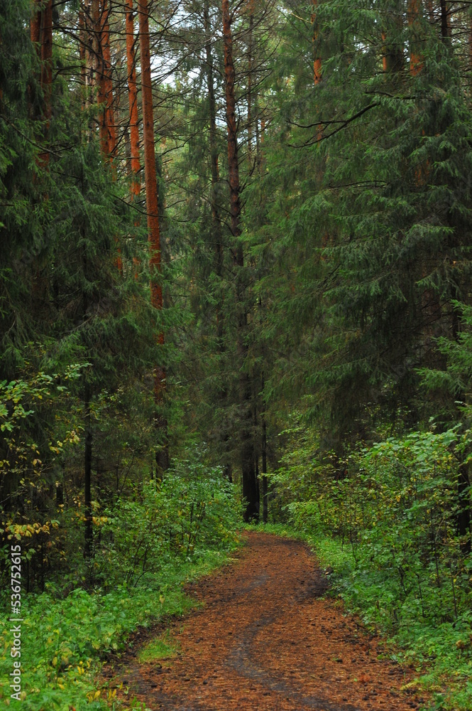 path in the ominous forest path in the ominous forest