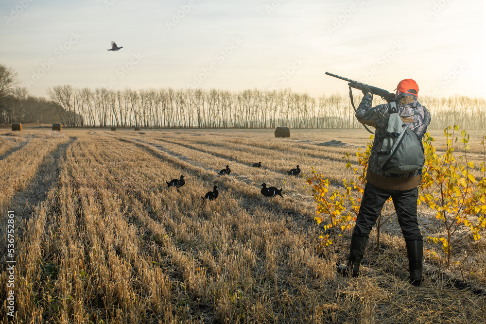hunter shooting to the flying bird. Hunter in camouflage with a gun hunting on black grouse in autumn season. hunter shooting to the flying bird. Hunter in camouflage with a gun hunting on black grouse in autumn season.