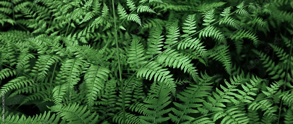 green fern background green fern background