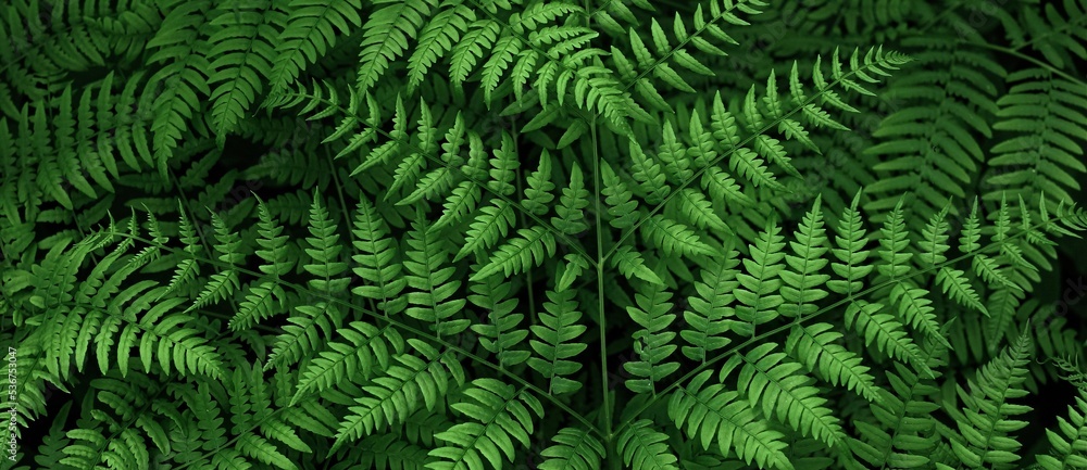 Ferns in the forest. Natural wild tropical floral textured fresh green leaves fern background. Banner.