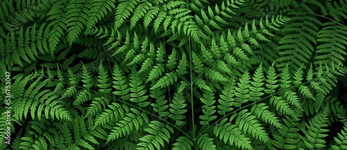 Ferns in the forest. Natural wild tropical floral textured fresh green leaves fern background. Banner.