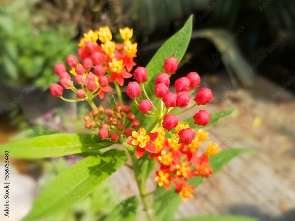 Tropical milkweed flower. Mexican Butterfly Weed Tropical milkweed flower. Mexican Butterfly Weed