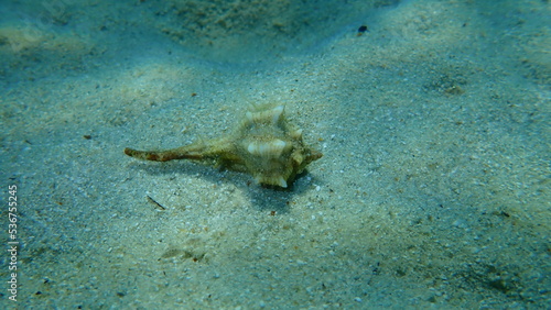 Sea snail purple dye murex or spiny dye-murex (Bolinus brandaris, originally called Murex brandaris by Linnaeus) on sea bottom, Aegean Sea, Greece, Halkidiki photo