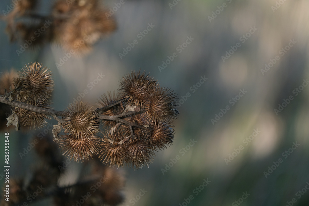 Obraz premium Kletten im Herbst