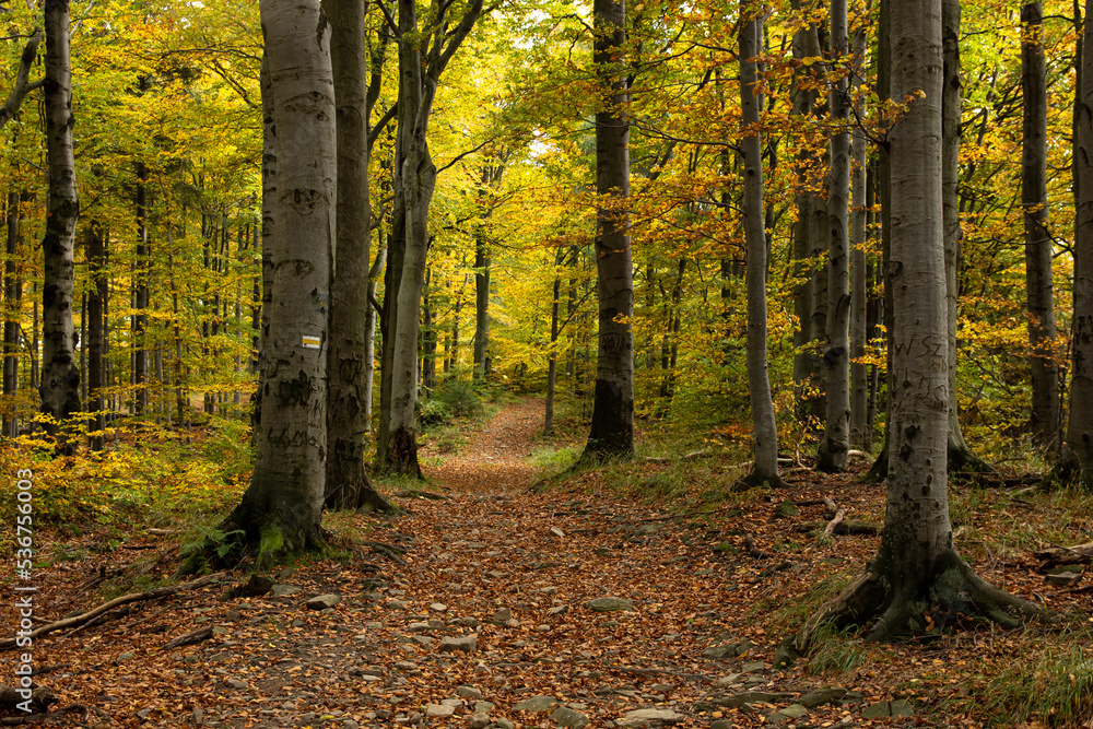 A path through an autumn forest in saturated colors A path through an autumn forest in saturated colors