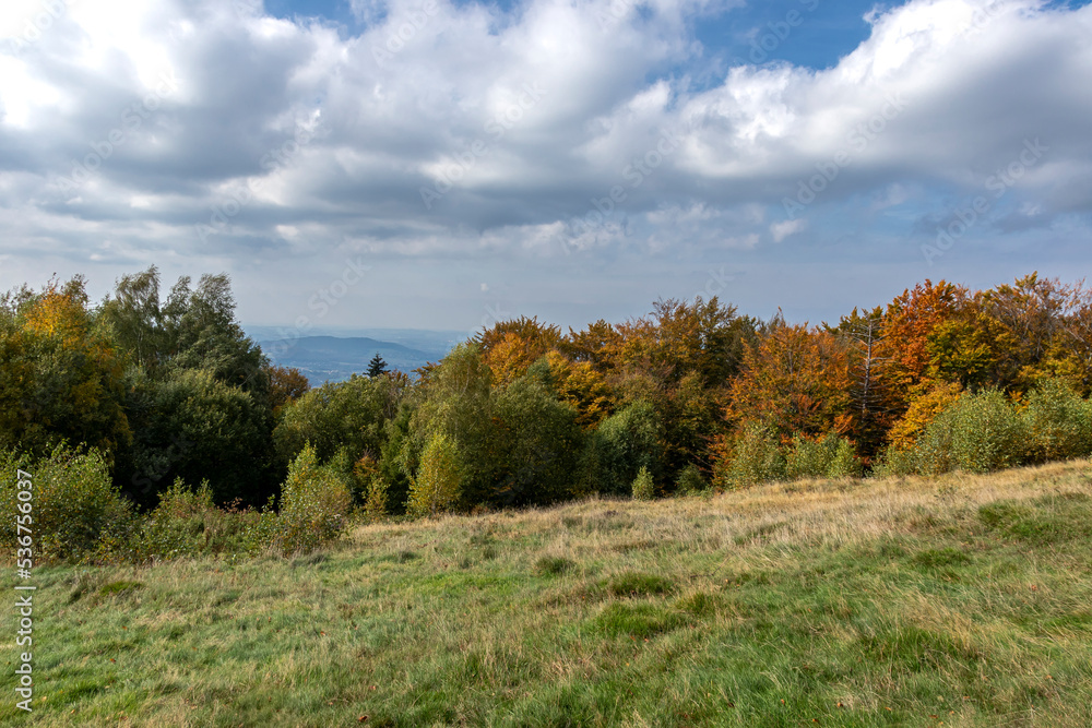 Landscape with meadow and autumn trees 