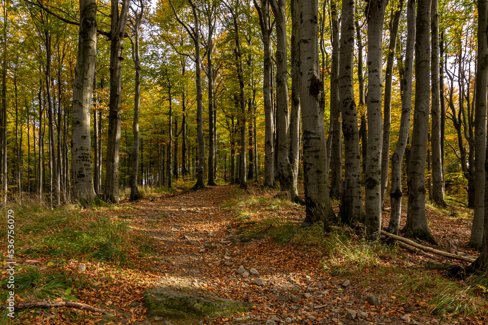 Fototapeta premium A path through an autumn forest in saturated colors