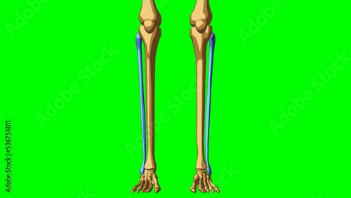 Human skeleton Fibula anatomy for medical concept 3D illustration