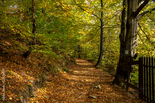 Sunlit autumn mountain trail