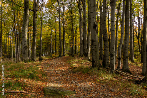 A path through an autumn forest in saturated colors